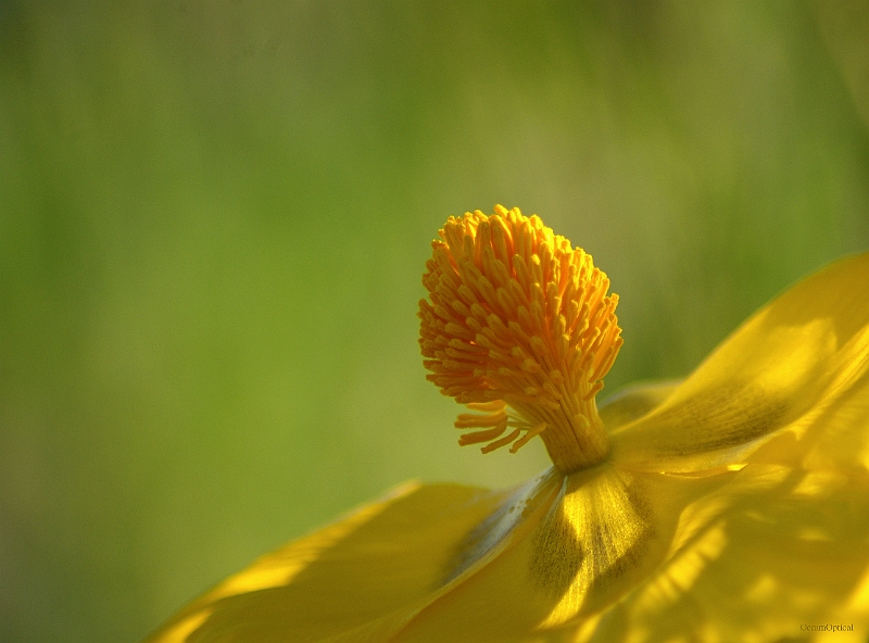 RhodosMei2008 216.jpg